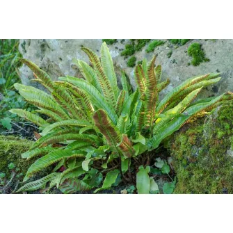 Gímpáfrány (Phyllitis)