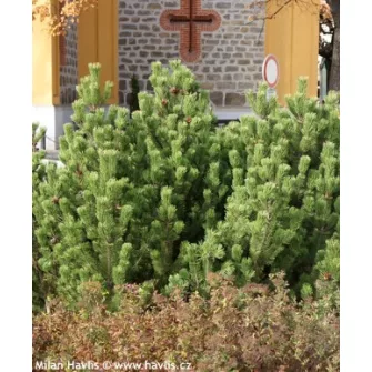 Pinus