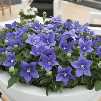 Léggömbvirág (Platycodon)