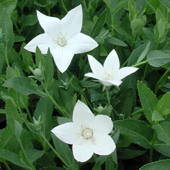 Léggömbvirág (Platycodon)