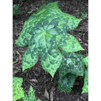 Tojásbogyó (Podophyllum)