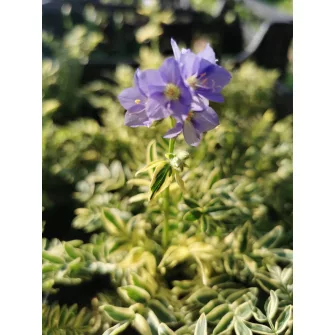 Csatavirág (Polemonium)