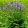 Polemonium caeruleum - Csatavirág