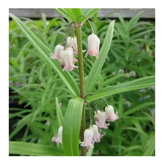 Salamonpecsét (Polygonatum)