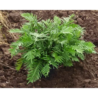 Édesgyökerű páfrány (Polypodium)