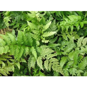 Polystichum rigens - Vesepáfrány
