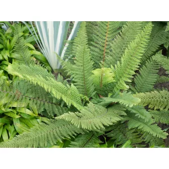 Vesepáfrány (Polystichum)