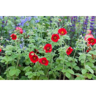 Pimpó (Potentilla)