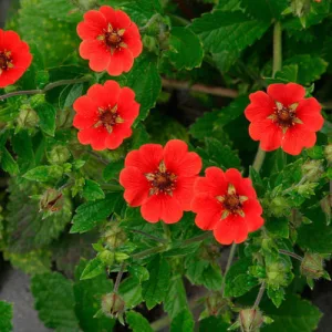 Potentilla Gibsons Scarlet - Pimpó