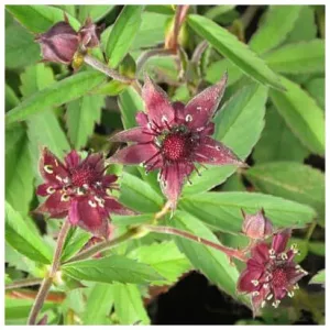 Potentilla palustris - Pimpó