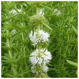 Preslia cervina Alba - Angol menta