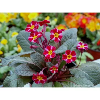 Kankalin (Primula)