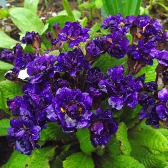 Kankalin (Primula)