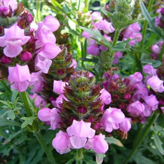 Gyíkfű (Prunella)