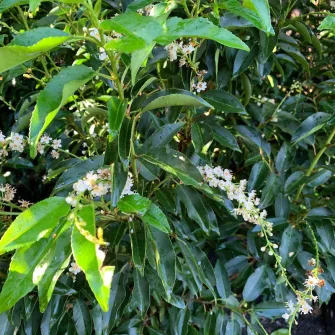 Prunus