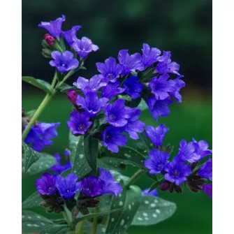 Tüdőfű (Pulmonaria)
