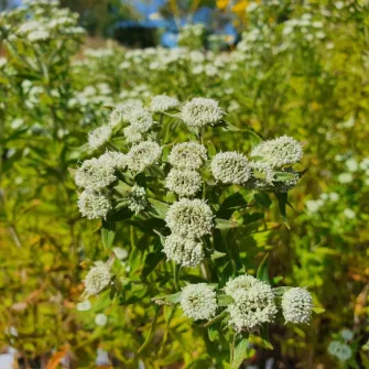 Hegyi menta (Pycnanthemum)