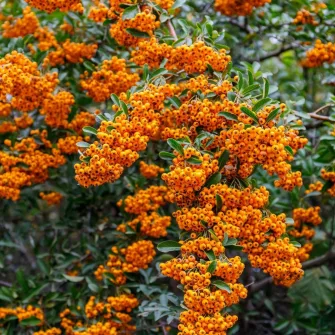 Tűztövis (Pyracantha)