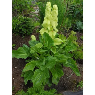 Rebarbara (Rheum)