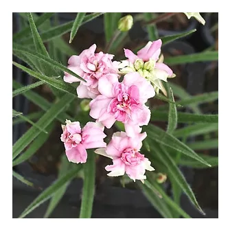 Rhodohypoxis