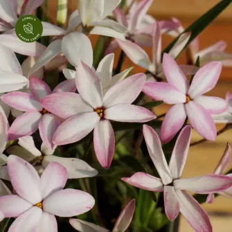 Rhodohypoxis