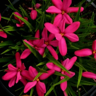 Rhodoxis