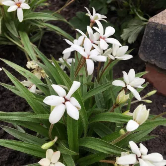 Rhodoxis