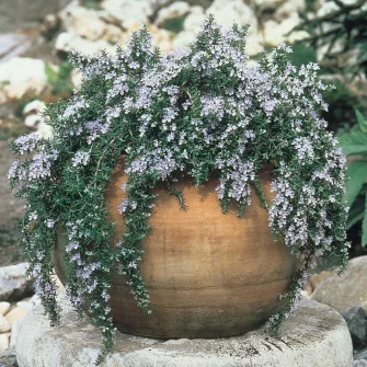 Rozmaring (Rosmarinus)