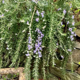 Rozmaring (Rosmarinus)