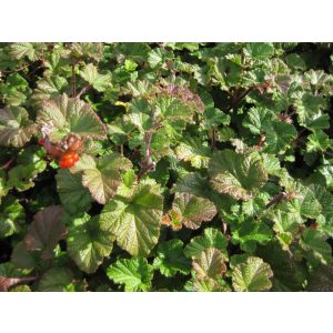 Rubus idaeus Betty Ashburner - Örökzöld málna