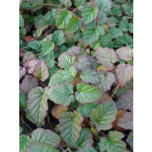 Rubus tricolor - Örökzöld szeder