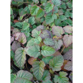 Szeder (Rubus)