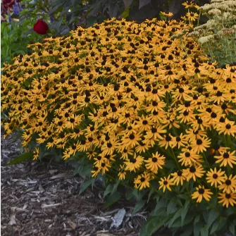 Kúpvirág (Rudbeckia)