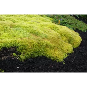 Sagina subulata Aurea - Zöldhúr