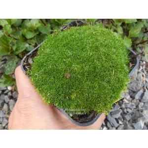 Sagina subulata Rucos - Zöldhúr