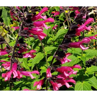 Zsálya (Salvia)