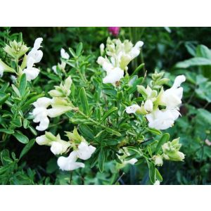 Salvia greggii Alba - Őszi zsálya