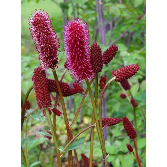 Vérfű (Sanguisorba)