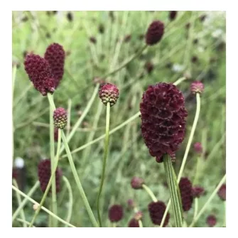 Vérfű (Sanguisorba)