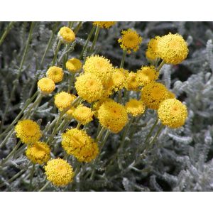 Santolina chamaecyparissus - Cipruska