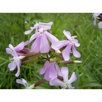 Szappanfű (Saponaria)