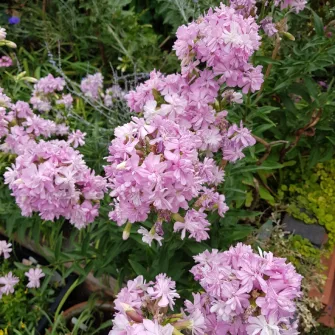 Szappanfű (Saponaria)