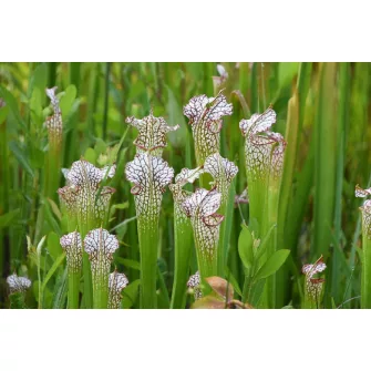 Kürtvirág (Sarracenia)