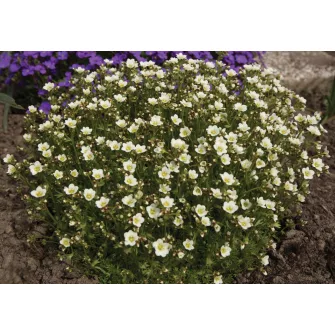 Kőtörőfű (Saxifraga)