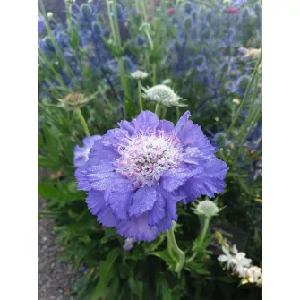 Ördögszem (Scabiosa)