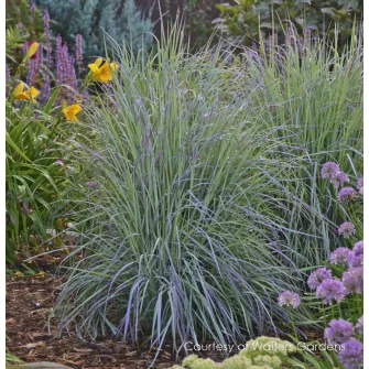 Szakállfű (Schizachyrium)
