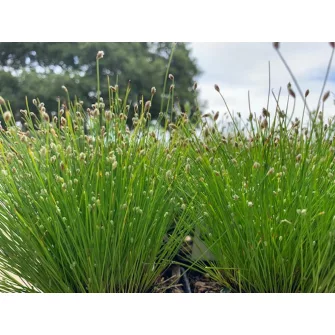 Káka (Scirpus)