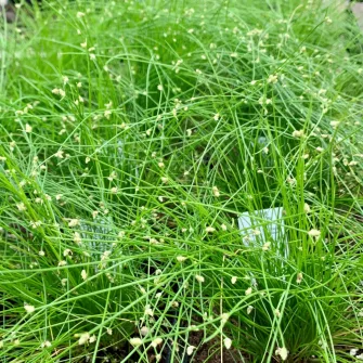 Káka (Scirpus)