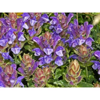 Csukóka (Scutellaria)