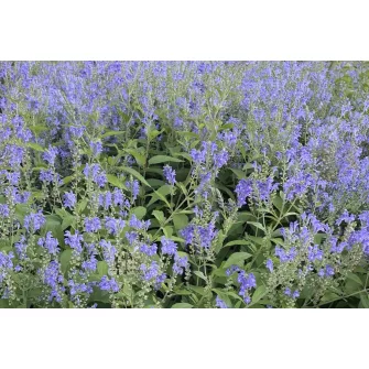 Csukóka (Scutellaria)